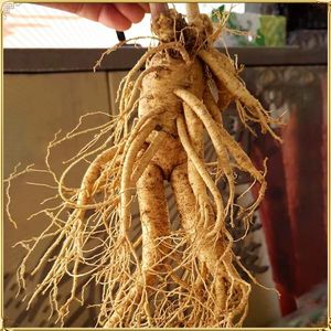 Có nhiều cách sử dụng nhân sâm khác nhau