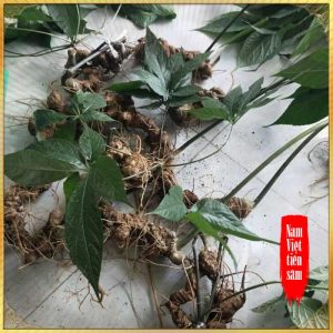 Sâm Ngọc Linh trồng loại 1 (1,3 - 2 lạng/củ), 10 – 20 năm tuổi, 4 đến 7củ /kg) NS180